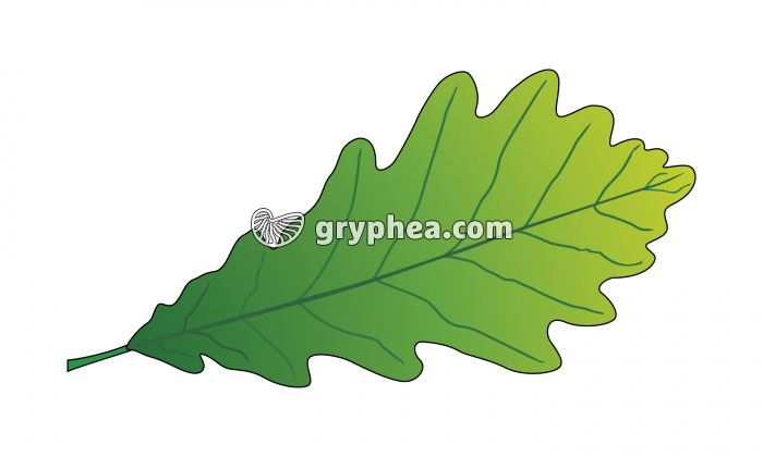 Feuille de chêne - gryphea.com